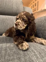 processed/cffdba66-b4ae-436c-abbf-5836c15dcccb/listing/25429c03-de87-4726-bcef-85ff72ddcbd2/93d9ef9e-4349-407f-a20e-3b37d866264e