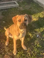 Bear, a male Cane Corso and American Mastiff for sale in Arlington, TX – 3 of 7