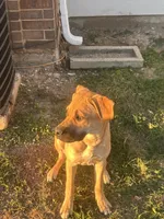 Bear, a male Cane Corso and American Mastiff for sale in Arlington, TX – 7 of 7