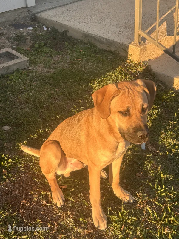 Bear – Cane Corso, American Mastiff puppy for sale in Arlington, TX