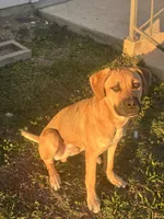 Bear, a male Cane Corso and American Mastiff for sale in Arlington, TX – 2 of 7