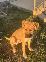 Bear, a male Cane Corso and American Mastiff for sale in Arlington, TX – 4 of 7