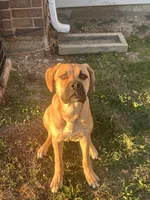 Bear, a male Cane Corso and American Mastiff for sale in Arlington, TX – 5 of 7