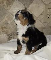 Freckles, a male Miniature Bernedoodle for sale in Dimondale, MI – 2 of 4