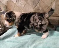 Nugget, a male Miniature Bernedoodle for sale in Dimondale, MI – 3 of 4