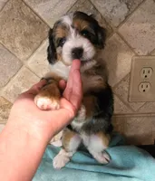 Nugget, a male Miniature Bernedoodle for sale in Dimondale, MI – 1 of 4
