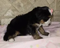 Kiwi, a female Miniature Bernedoodle for sale in Dimondale, MI – 3 of 3