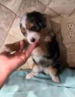 Nugget, a male Miniature Bernedoodle for sale in Dimondale, MI – 2 of 4