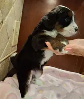 Toodles, a female Miniature Bernedoodle for sale in Dimondale, MI – 3 of 4