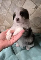 Moose, a male Miniature Bernedoodle for sale in Dimondale, MI – 3 of 4