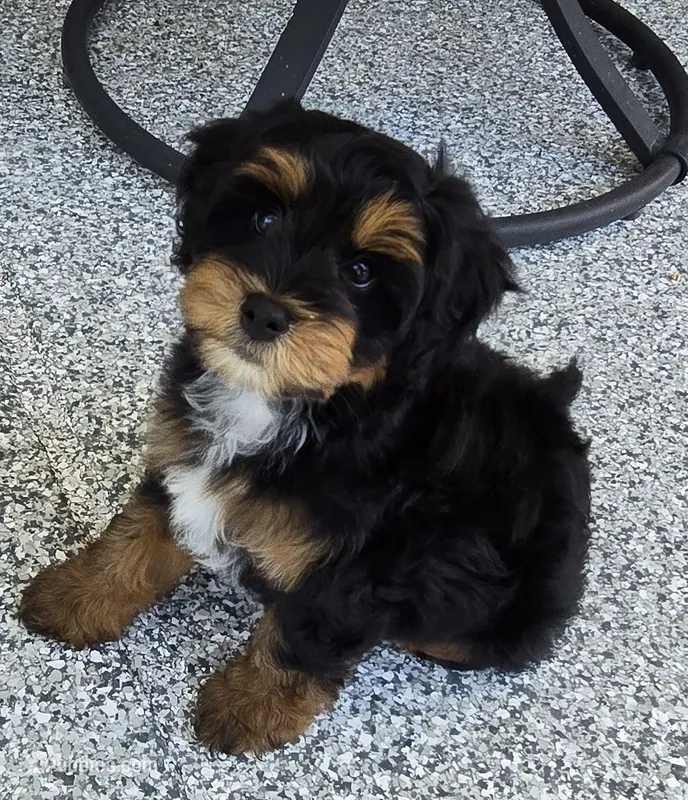 Bernie – Miniature Bernedoodle puppy for sale in Dimondale, MI