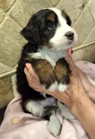 Toodles, a female Miniature Bernedoodle for sale in Dimondale, MI – 2 of 4