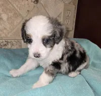 Moose, a male Miniature Bernedoodle for sale in Dimondale, MI – 4 of 4