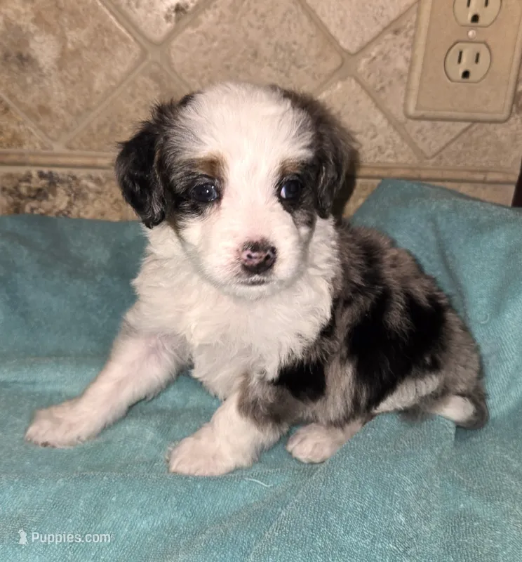 Moose – Miniature Bernedoodle puppy for sale in Dimondale, MI