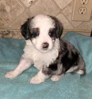 Moose, a male Miniature Bernedoodle for sale in Dimondale, MI – 1 of 4