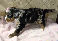 Chloe, a female Miniature Bernedoodle for sale in Dimondale, MI – 2 of 4