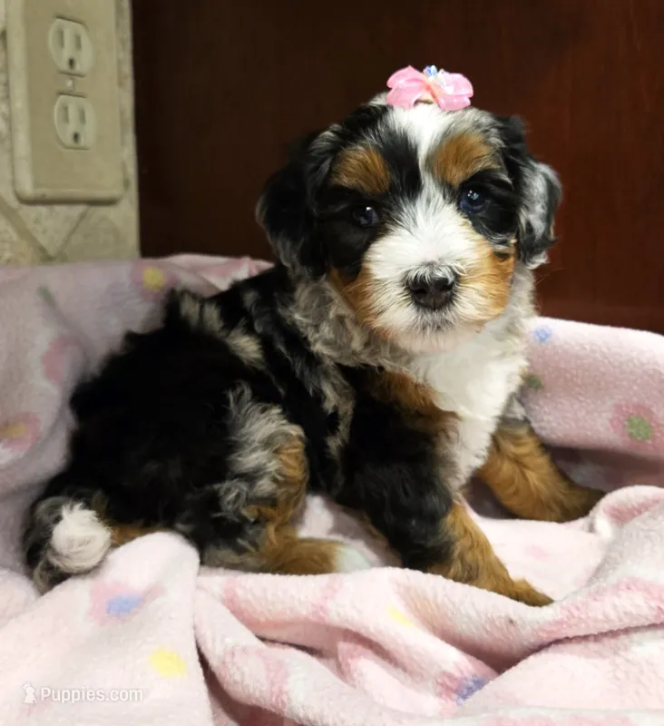 Chloe – Miniature Bernedoodle puppy for sale in Dimondale, MI