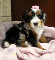 Chloe, a female Miniature Bernedoodle for sale in Dimondale, MI – 1 of 4