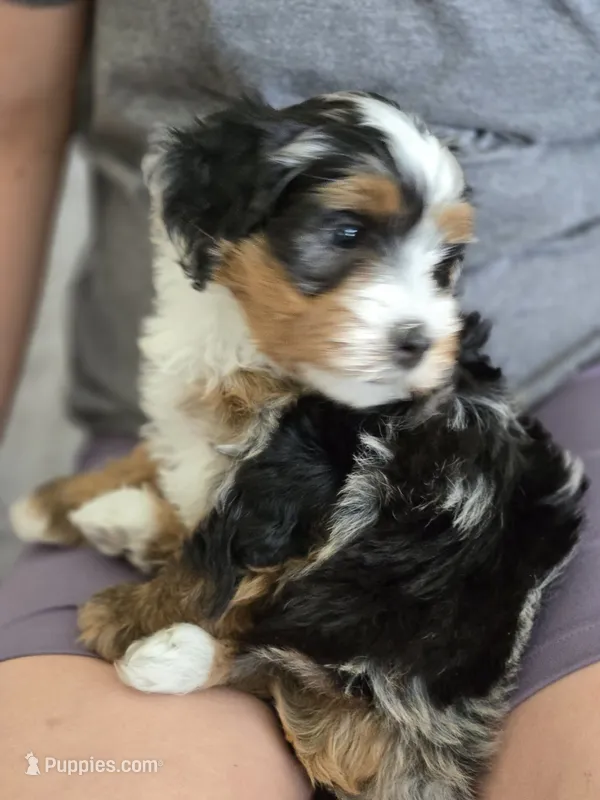 Chloe – Miniature Bernedoodle puppy for sale in Dimondale, MI