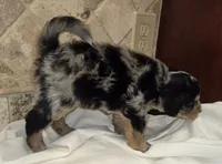 Cannoli, a male Miniature Bernedoodle for sale in Dimondale, MI – 2 of 4