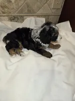 Freckles, a male Miniature Bernedoodle for sale in Dimondale, MI – 3 of 4