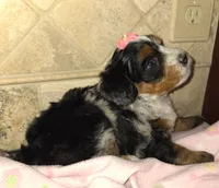 Chloe, a female Miniature Bernedoodle for sale in Dimondale, MI – 4 of 4