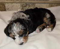 Freckles, a male Miniature Bernedoodle for sale in Dimondale, MI – 4 of 4