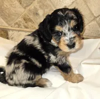 Cannoli, a male Miniature Bernedoodle for sale in Dimondale, MI – 3 of 4
