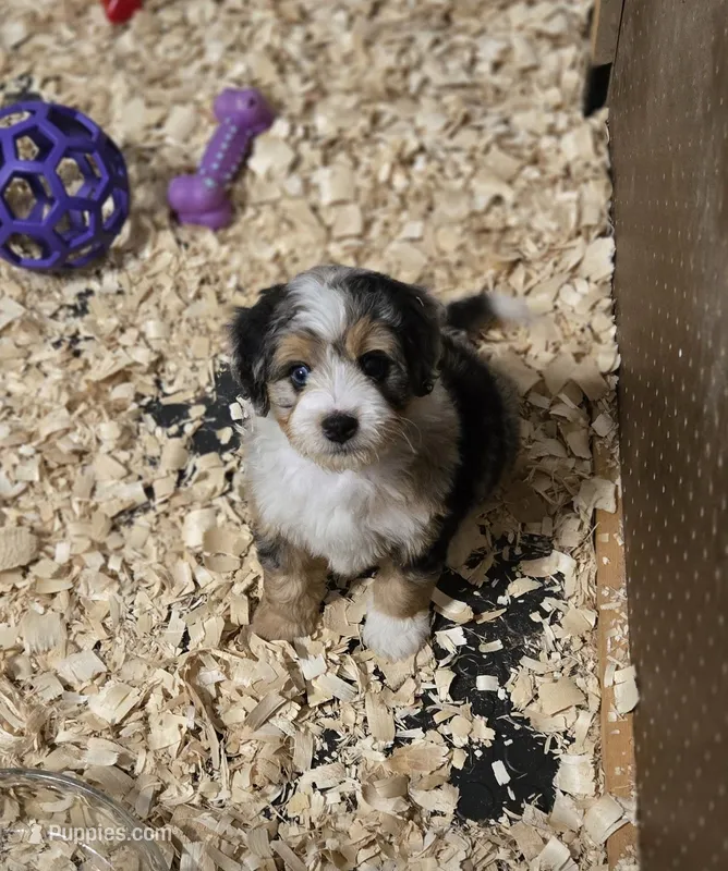 Nugget – Miniature Bernedoodle puppy for sale in Dimondale, MI