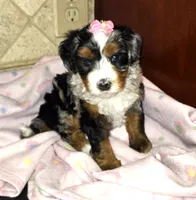 Chloe, a female Miniature Bernedoodle for sale in Dimondale, MI – 3 of 4
