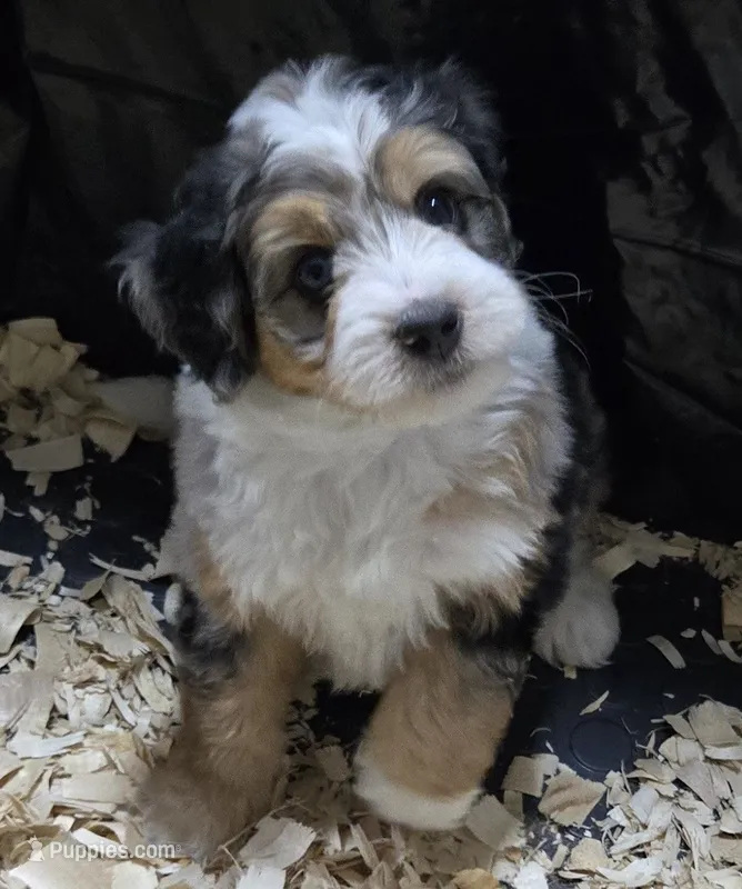 Nugget – Miniature Bernedoodle puppy for sale in Dimondale, MI