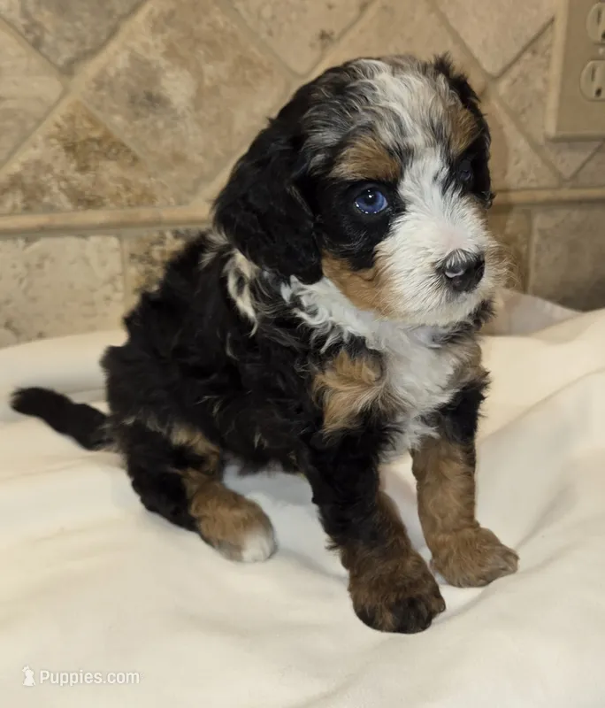 Freckles – Miniature Bernedoodle puppy for sale in Dimondale, MI