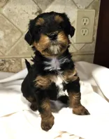 Bernie, a male Miniature Bernedoodle for sale in Dimondale, MI – 3 of 3