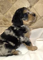 Cannoli, a male Miniature Bernedoodle for sale in Dimondale, MI – 4 of 4