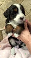 Toodles, a female Miniature Bernedoodle for sale in Dimondale, MI – 1 of 4