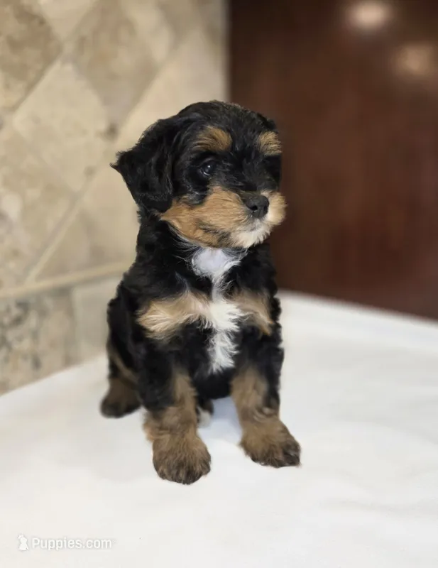 Bernie – Miniature Bernedoodle puppy for sale in Dimondale, MI