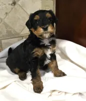Bernie, a male Miniature Bernedoodle for sale in Dimondale, MI – 2 of 3