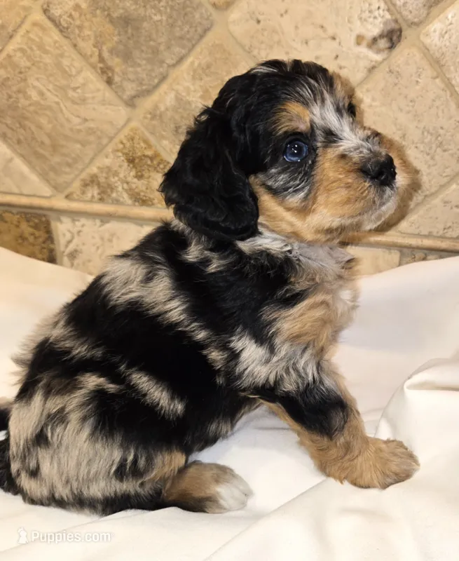 Cannoli – Miniature Bernedoodle puppy for sale in Dimondale, MI