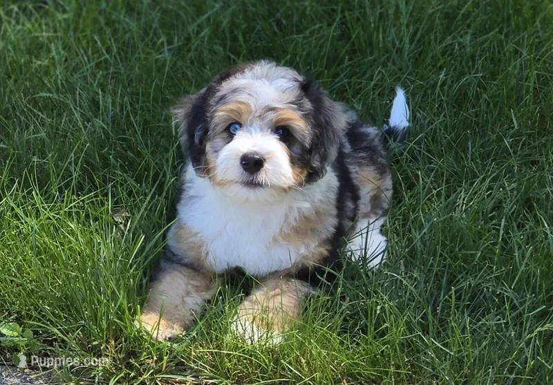 Nugget – Miniature Bernedoodle puppy for sale in Dimondale, MI