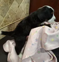 Toodles, a female Miniature Bernedoodle for sale in Dimondale, MI – 4 of 4