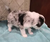 Moose, a male Miniature Bernedoodle for sale in Dimondale, MI – 2 of 4