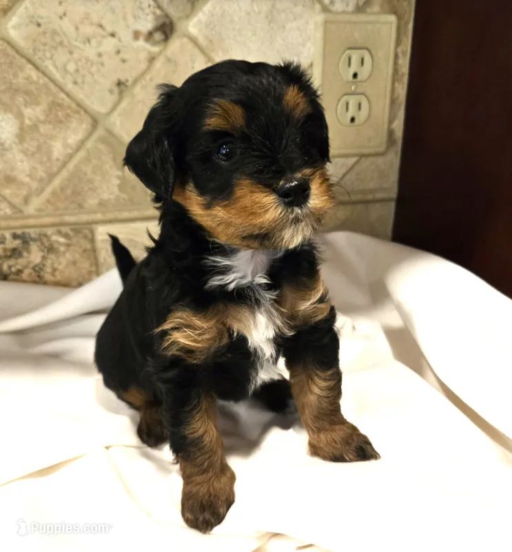 Bernie – Miniature Bernedoodle puppy for sale in Dimondale, MI