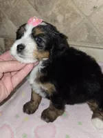 Kiwi, a female Miniature Bernedoodle for sale in Dimondale, MI – 2 of 3