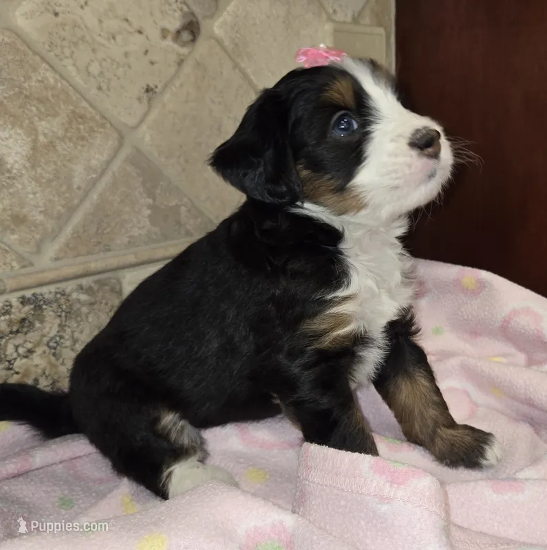 Kiwi – Miniature Bernedoodle puppy for sale in Dimondale, MI
