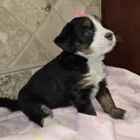 Kiwi, a female Miniature Bernedoodle for sale in Dimondale, MI – 1 of 3