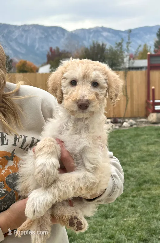 Blondie girl  – Poodle - Standard  puppy for sale in Gardnerville, NV
