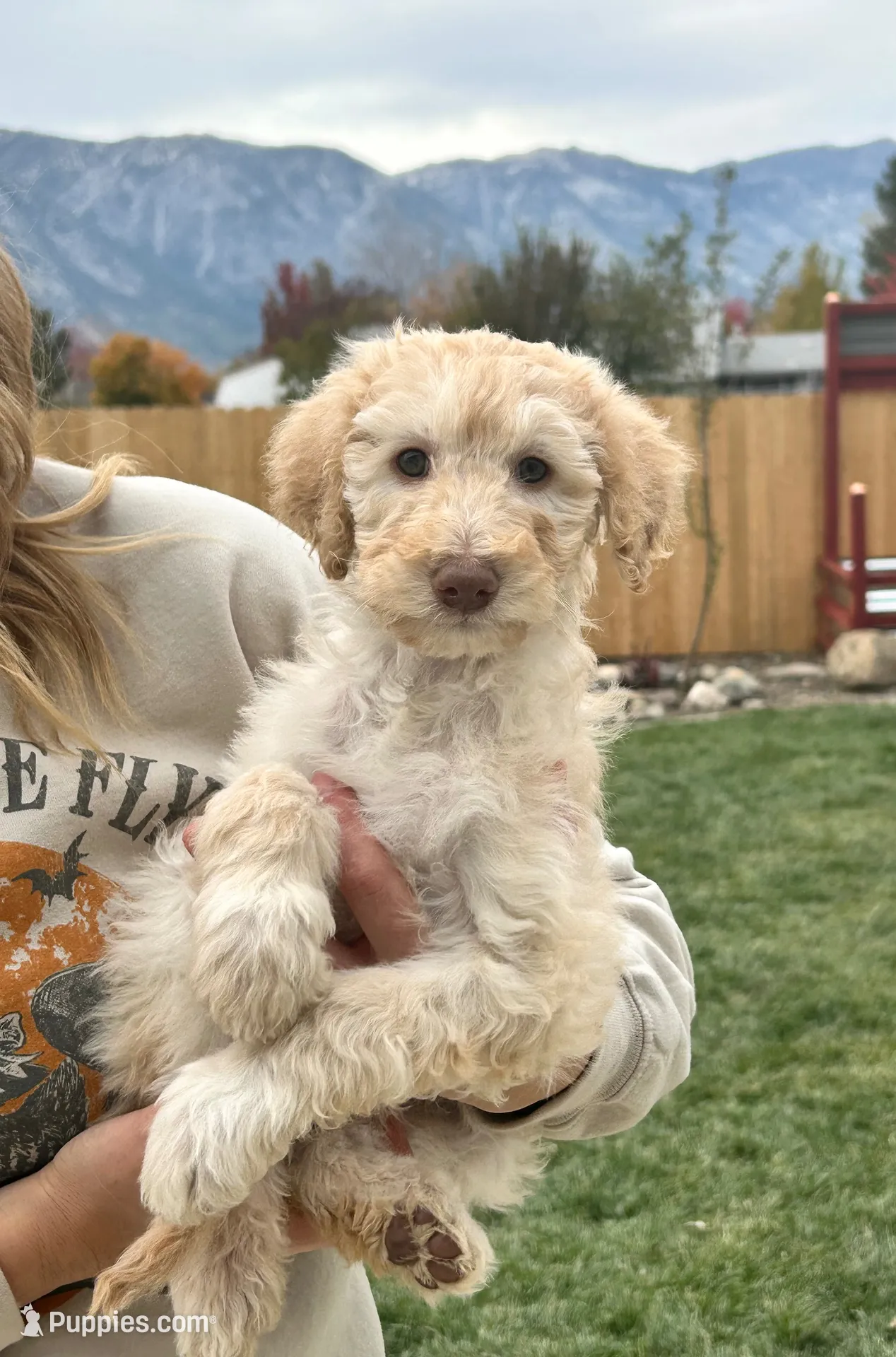Blondie girl , a female Poodle - Standard  for sale in Gardnerville, NV – 1 of 9