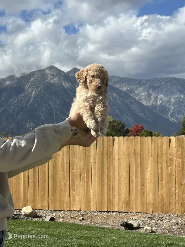 Grey collar girl – Poodle - Standard  puppy for sale in Gardnerville, NV