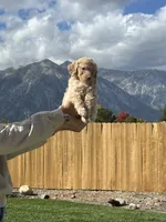 Sandy girl, a female Poodle - Standard  for sale in Gardnerville, NV – 2 of 7