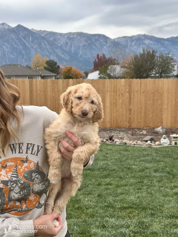 Tammy girl  – Poodle - Standard  puppy for sale in Gardnerville, NV
